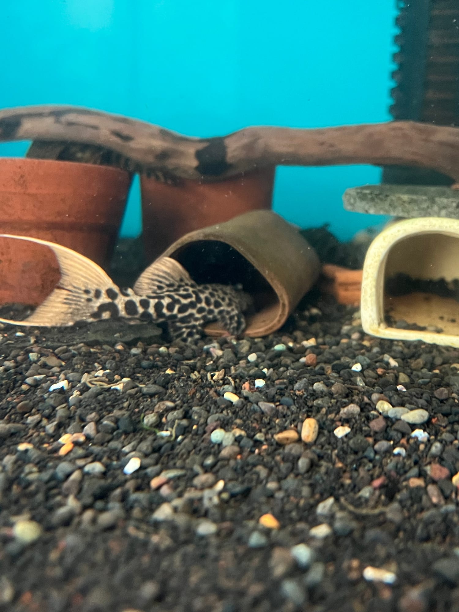 Pleco L273 Titanic 3