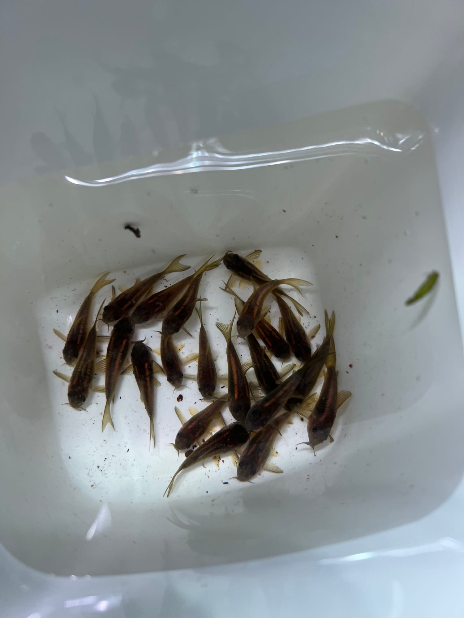 Corydoras Gold Line CW010