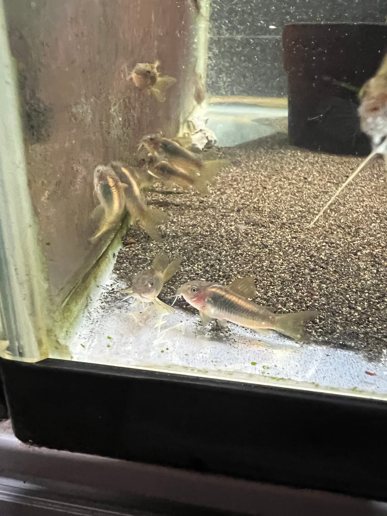 Corydoras Gold Line CW010 2